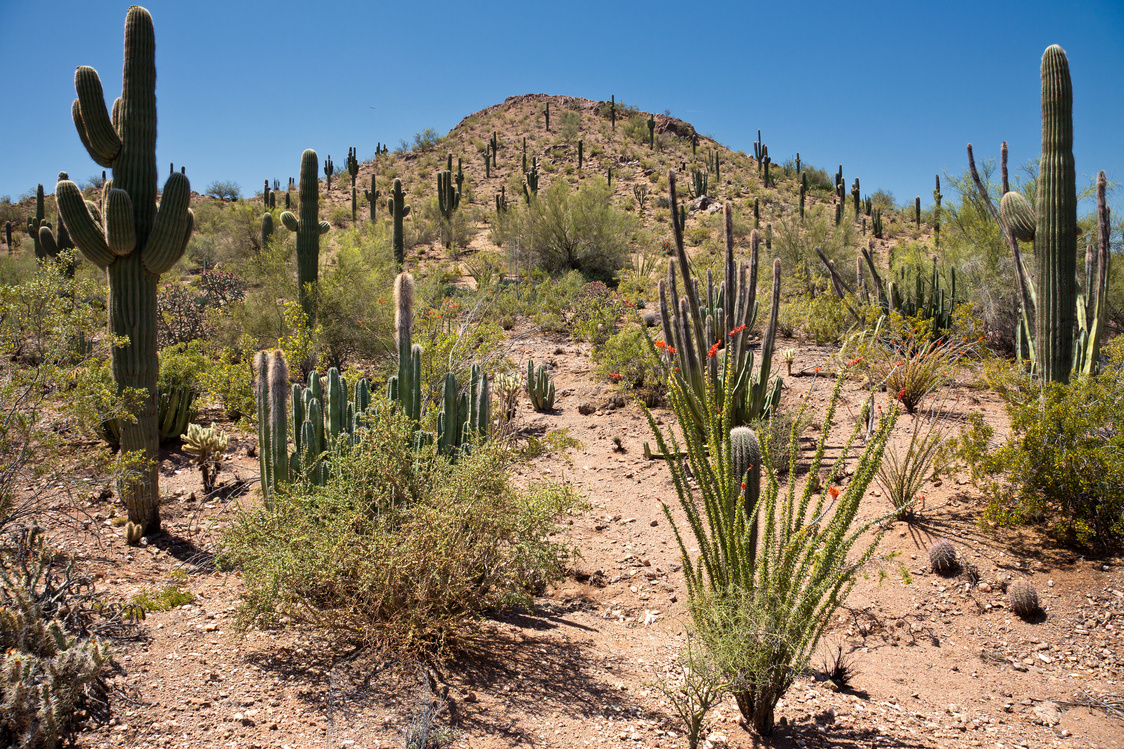 Sonoran Desert